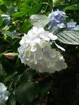 小蓝花