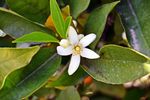 白色茉莉花