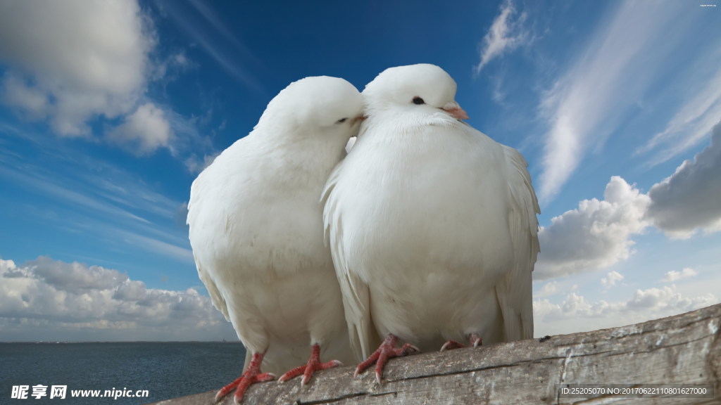 两只白色和平鸽