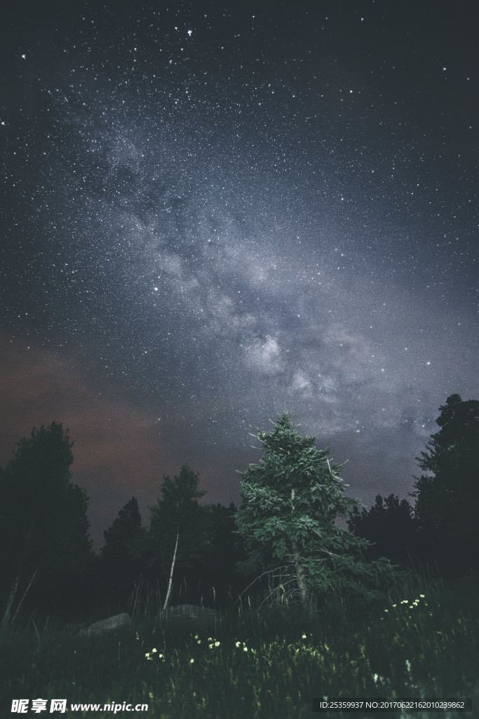 森林星空