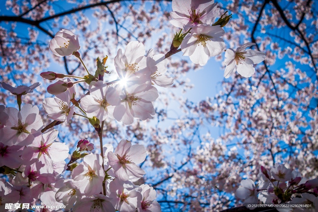 逆光的樱花