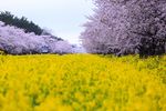 油菜花与樱花