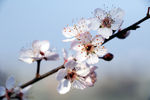 一枝花