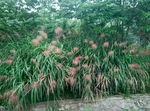 芭茅草
