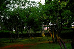 小树林
