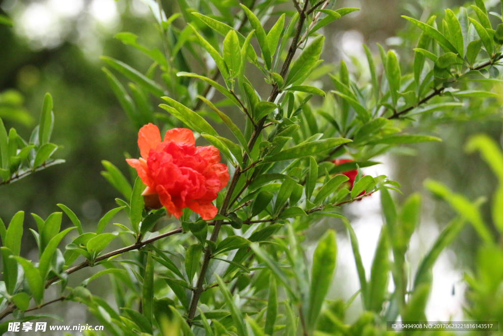 石榴花