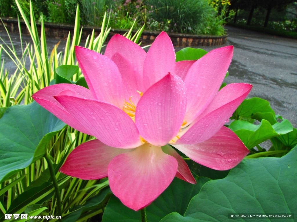 荷花