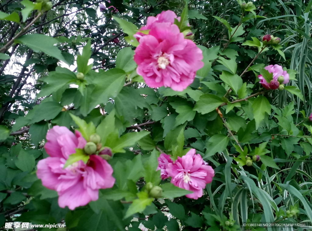 木槿花