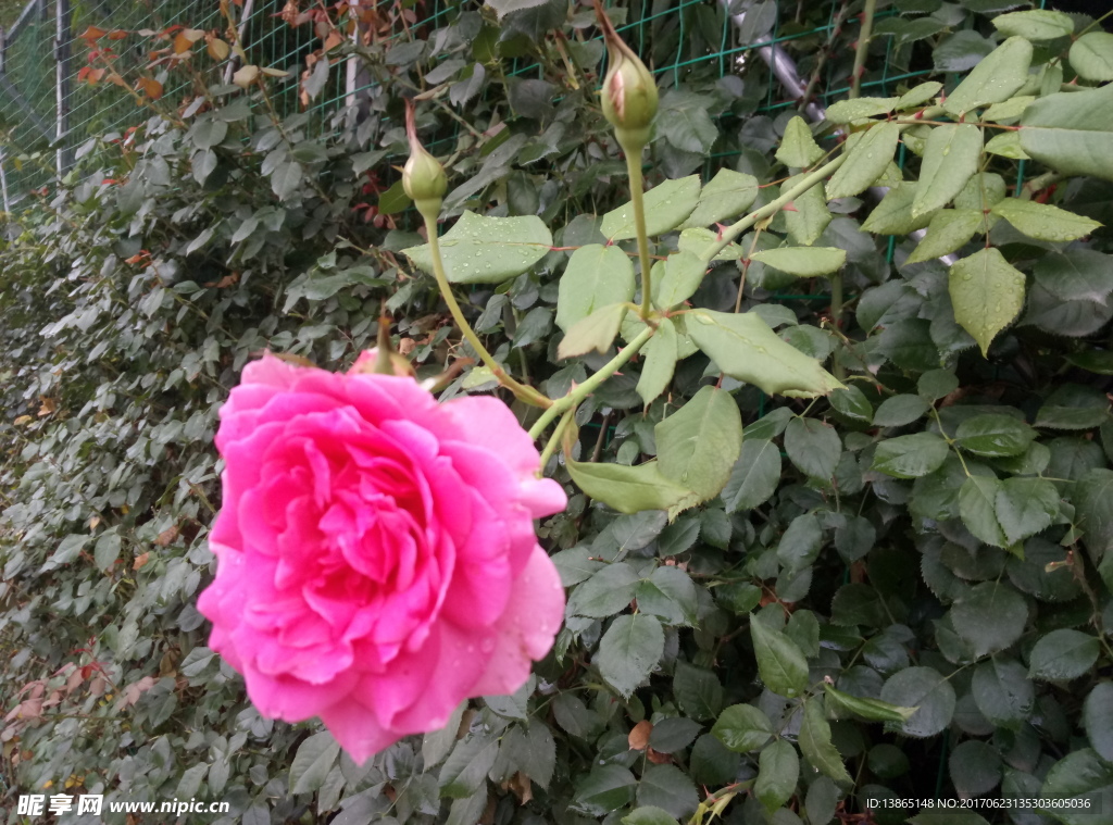 红色月季花