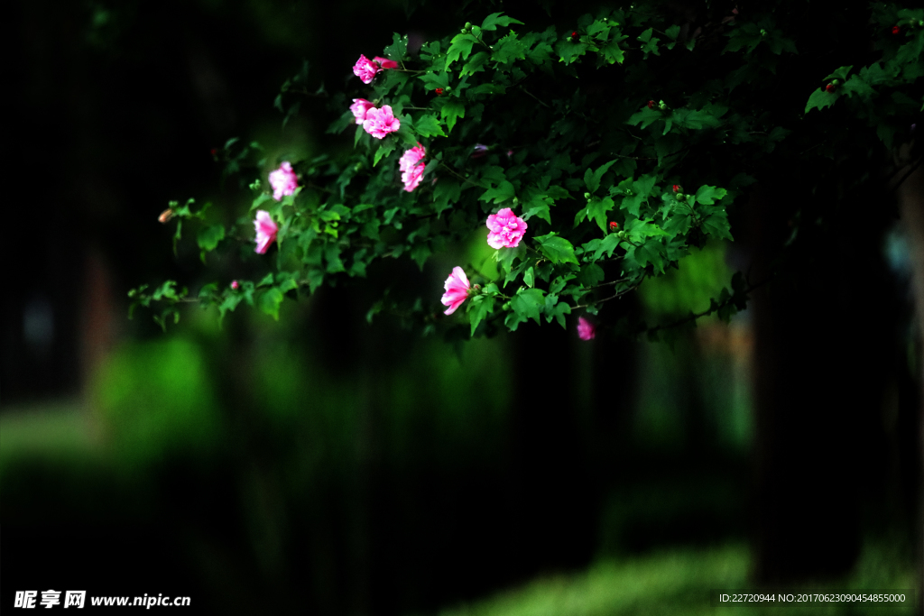 春花烂漫
