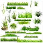 绿色草素材