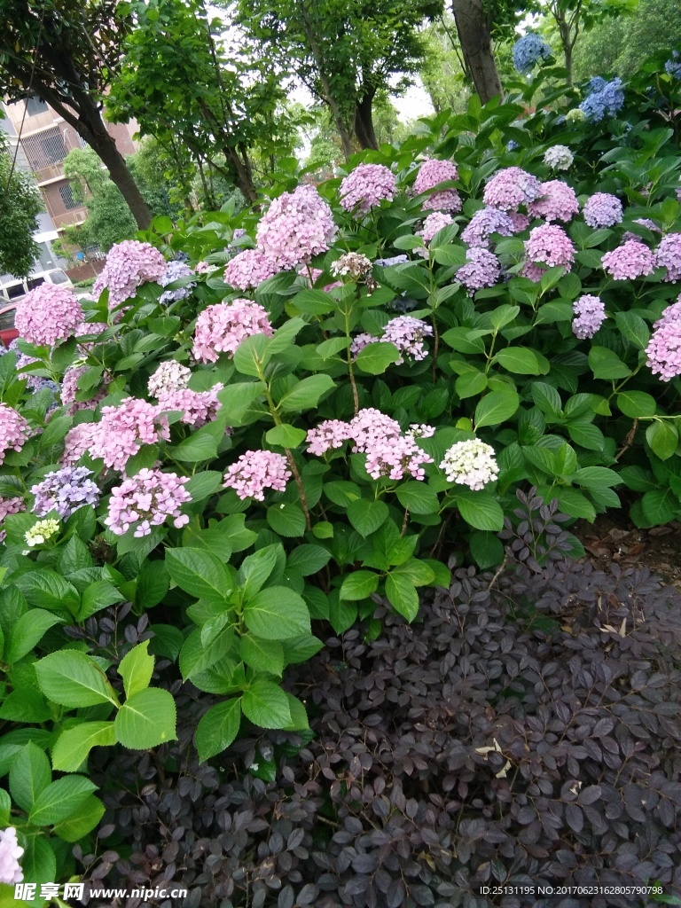 花儿