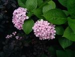 花儿