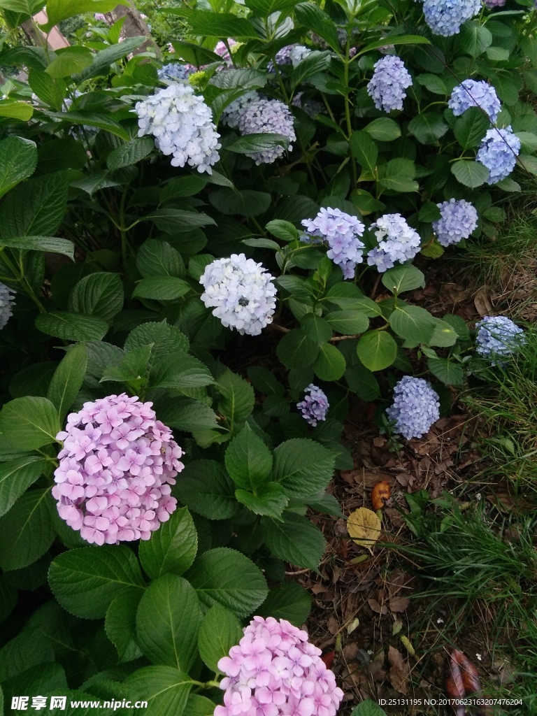 花儿