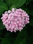 花儿