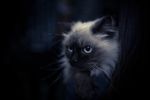 黑猫
