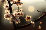 花容月貌