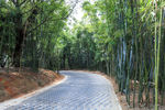 竹林小路
