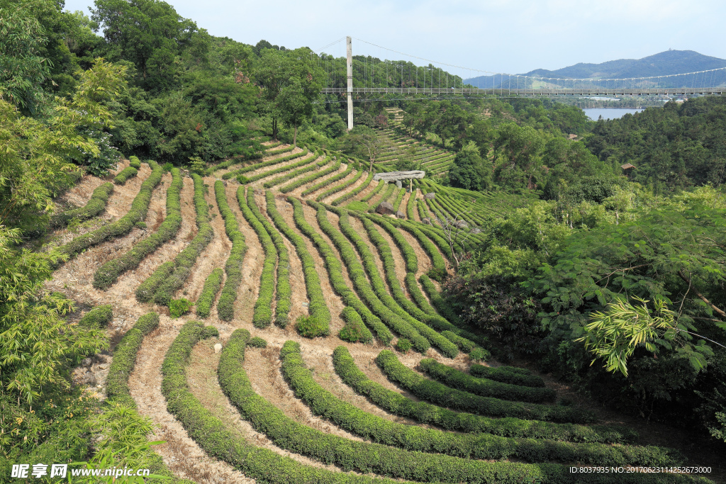 茶山
