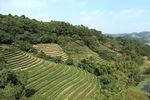 茶山
