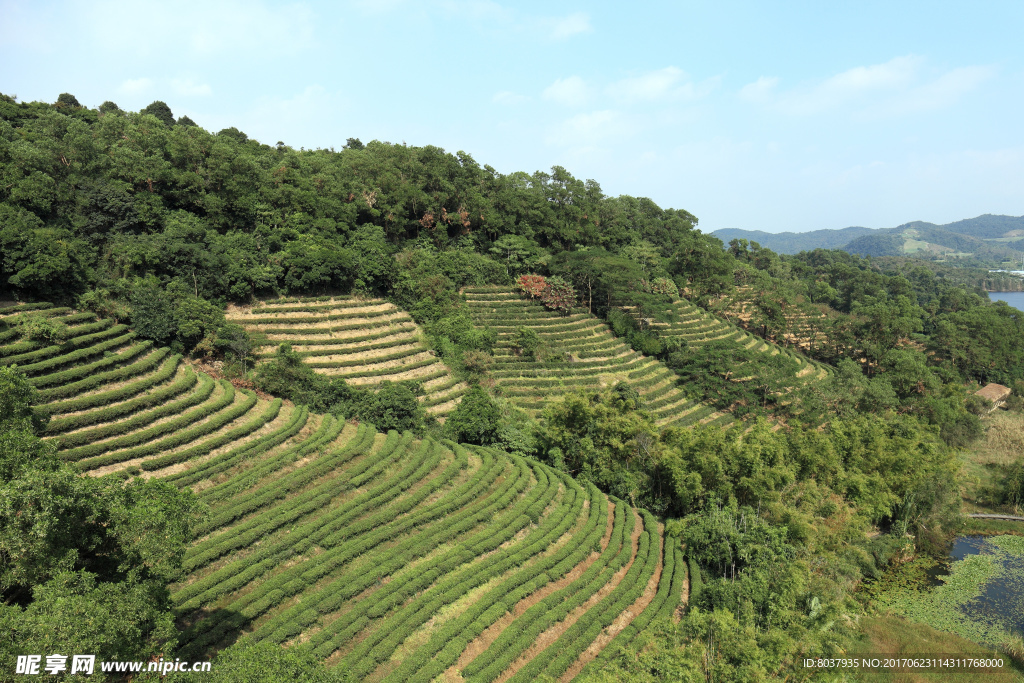 茶山