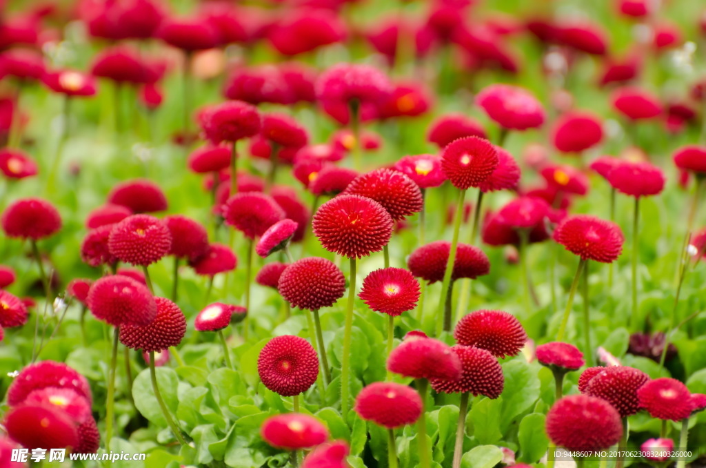 花圃图片