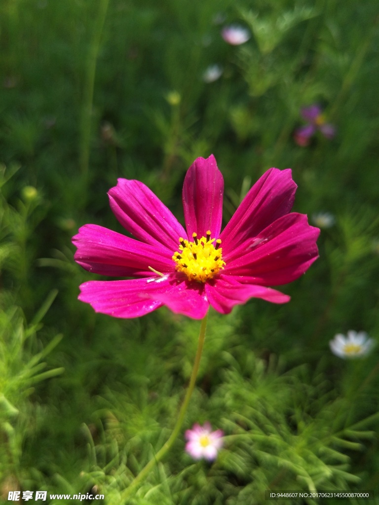 格桑花