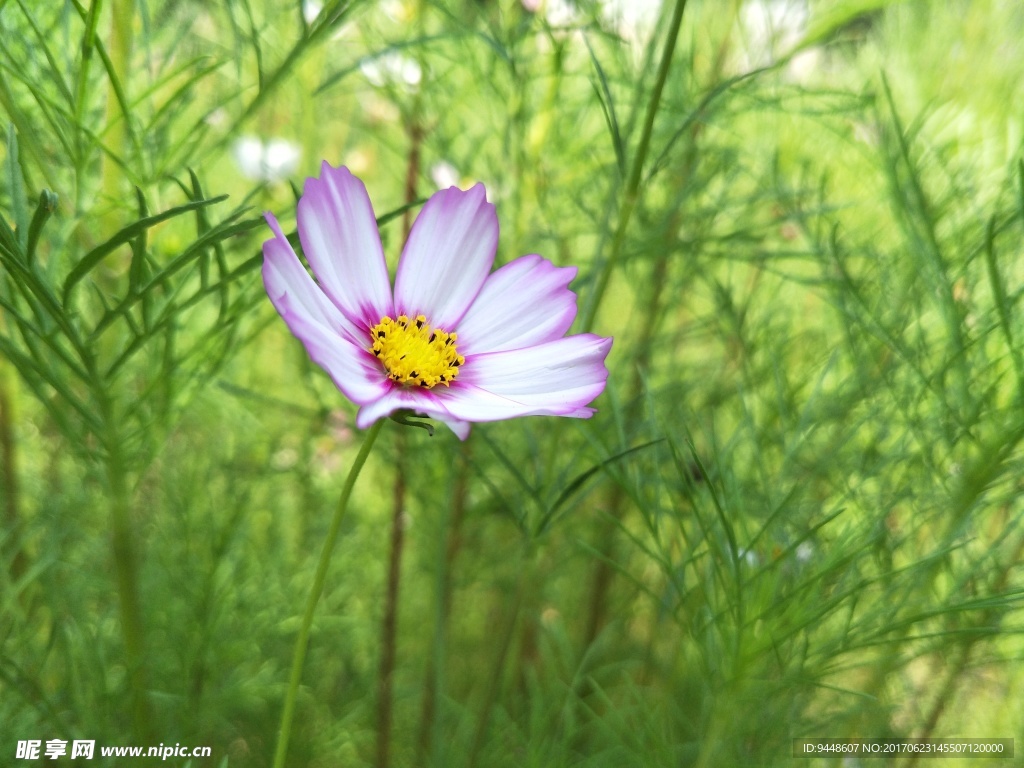 格桑花