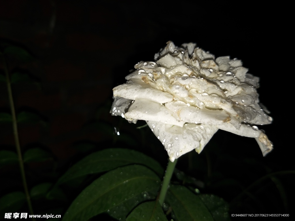 月季花