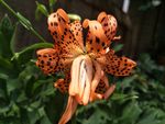 百合花