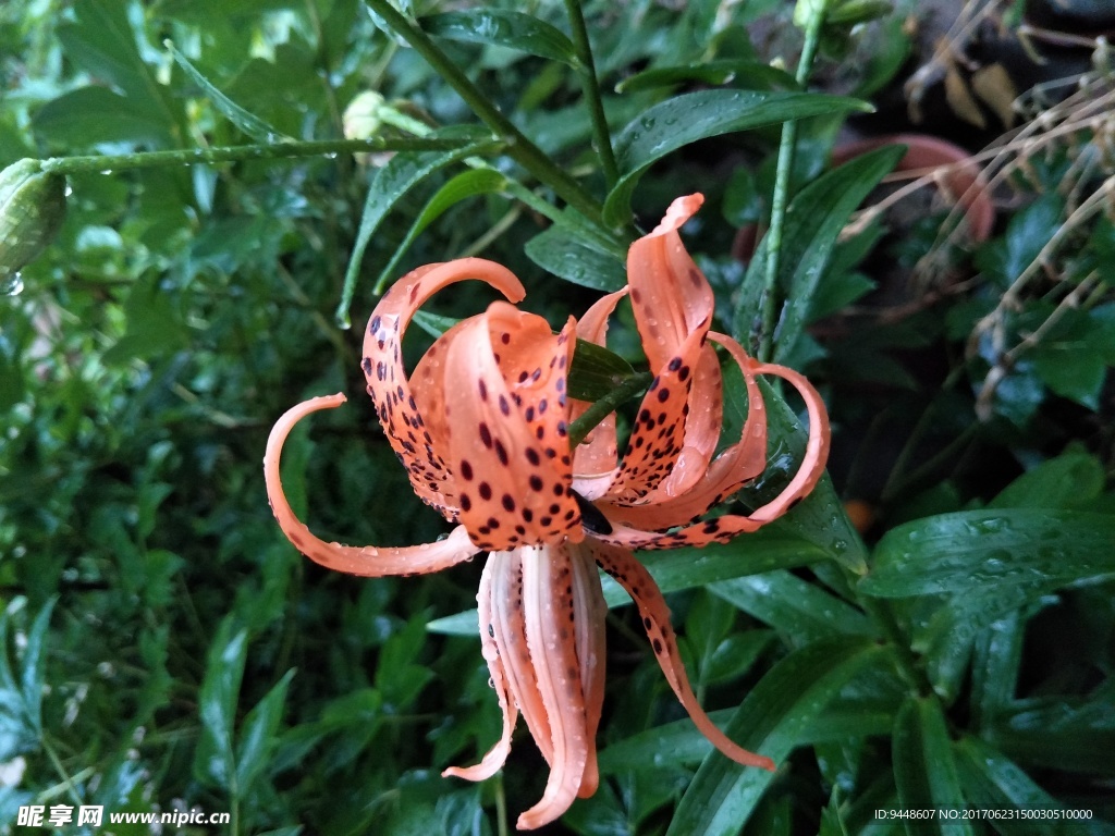 百合花