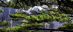 如花松枝