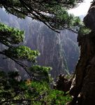 松枝风景