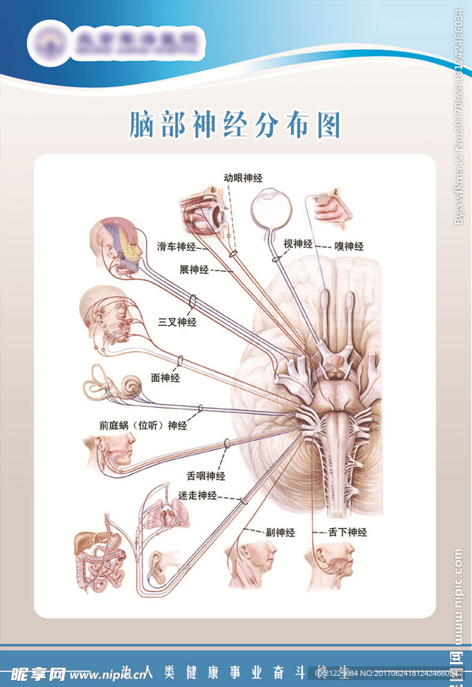 脑部神经分布图