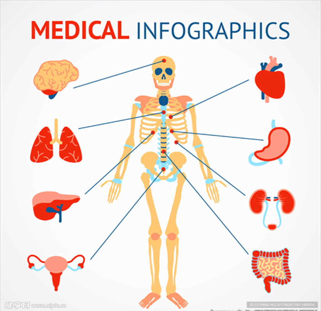 人类骨骼和器官医学信息图