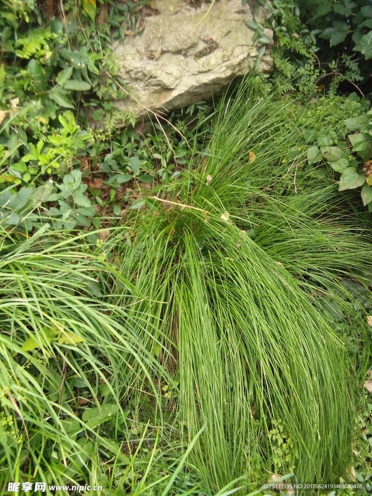 小草