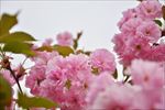 青龙寺樱花