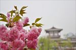 青龙寺的樱花
