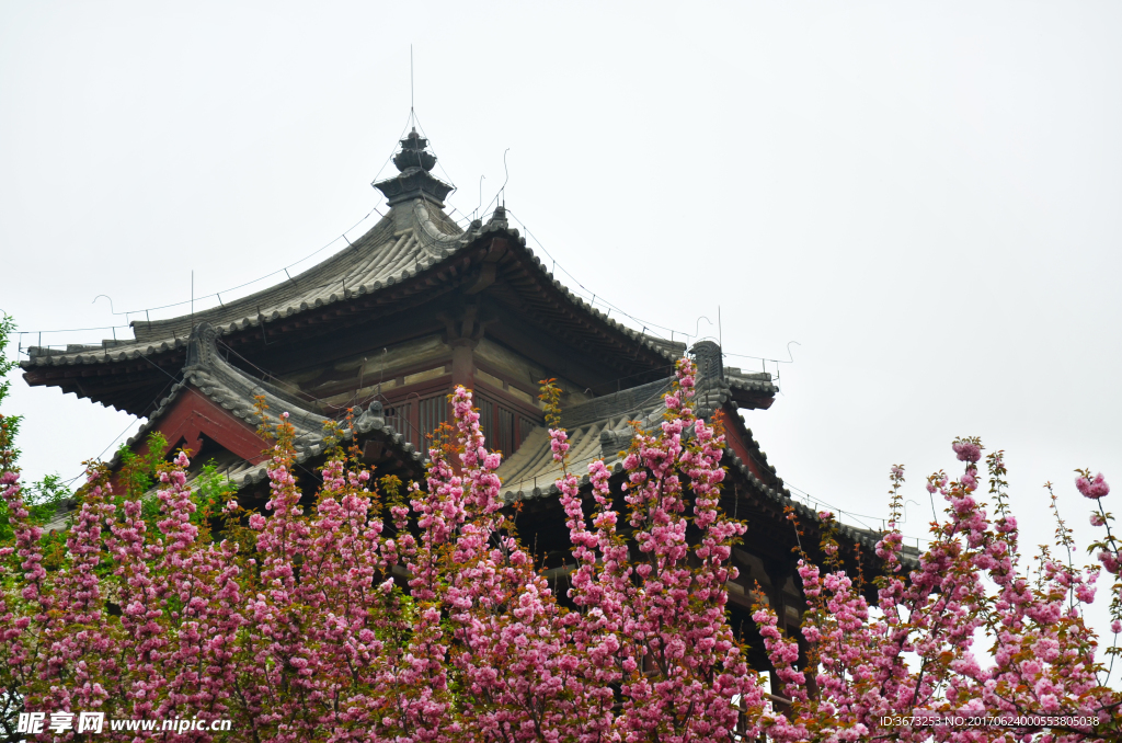 青龙寺樱花