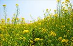 油菜花