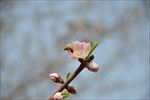 桃花枝头采蜜的蜜蜂