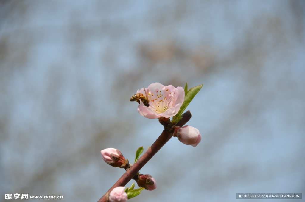 桃花枝头采蜜的蜜蜂