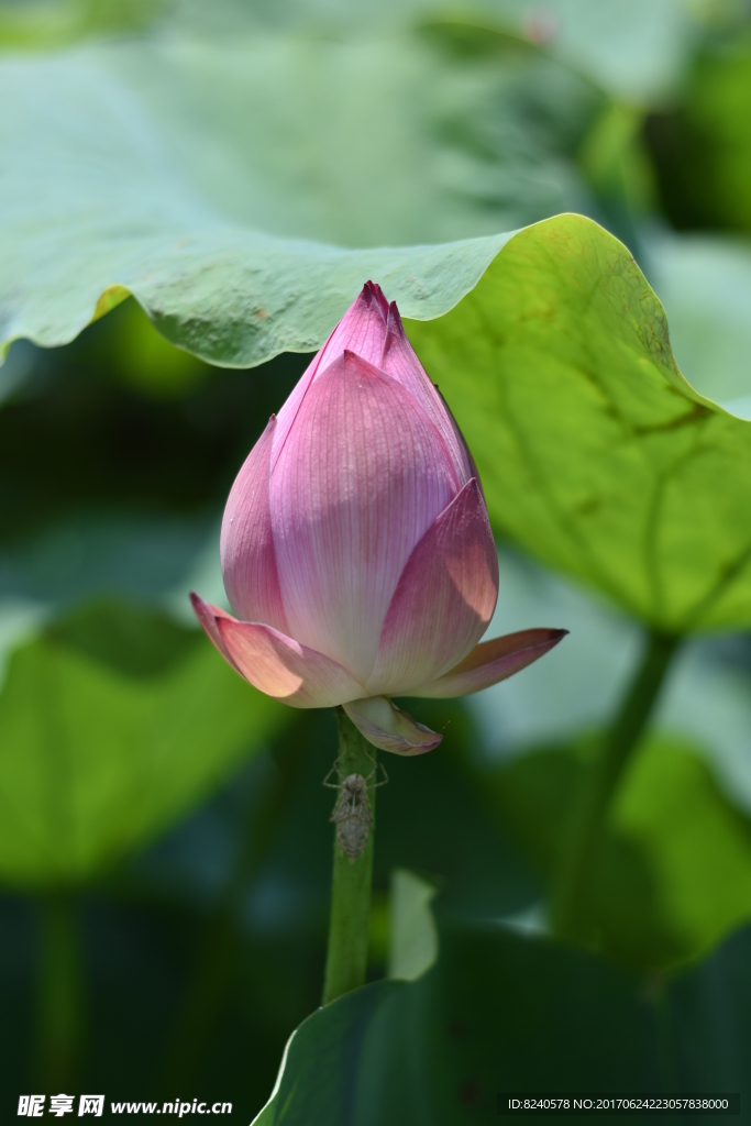 荷花苞