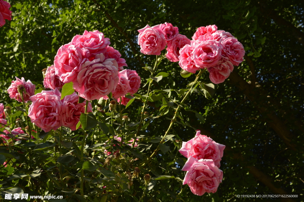 月季花