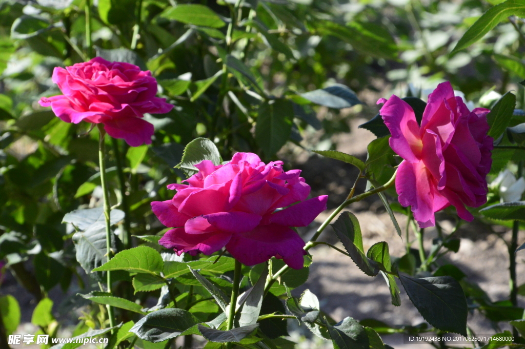 月季花