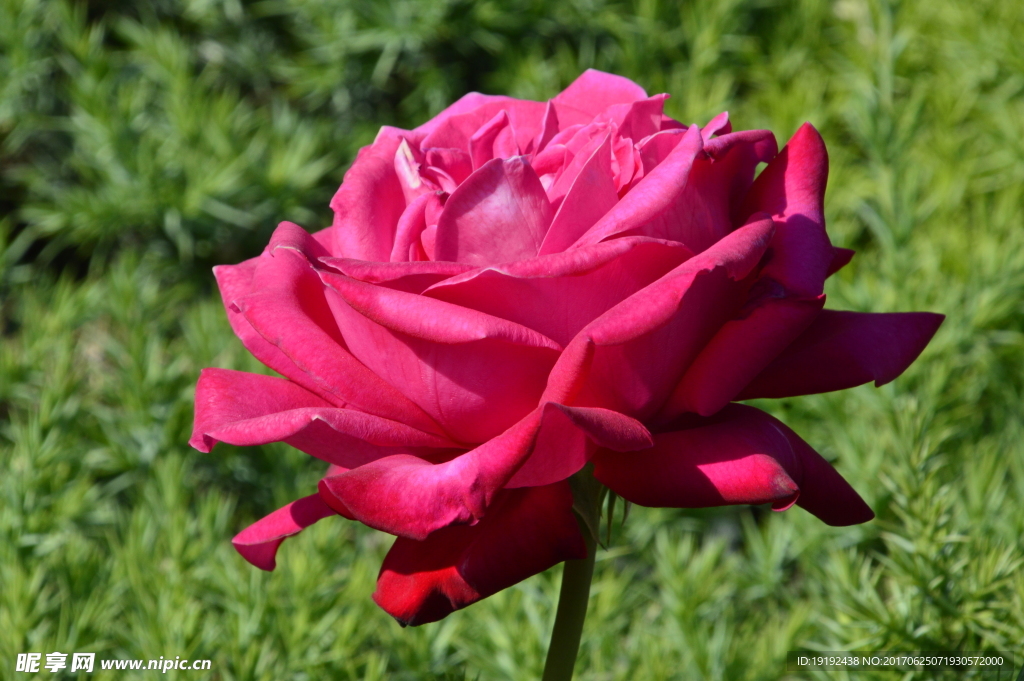 月季花