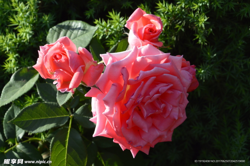 月季花