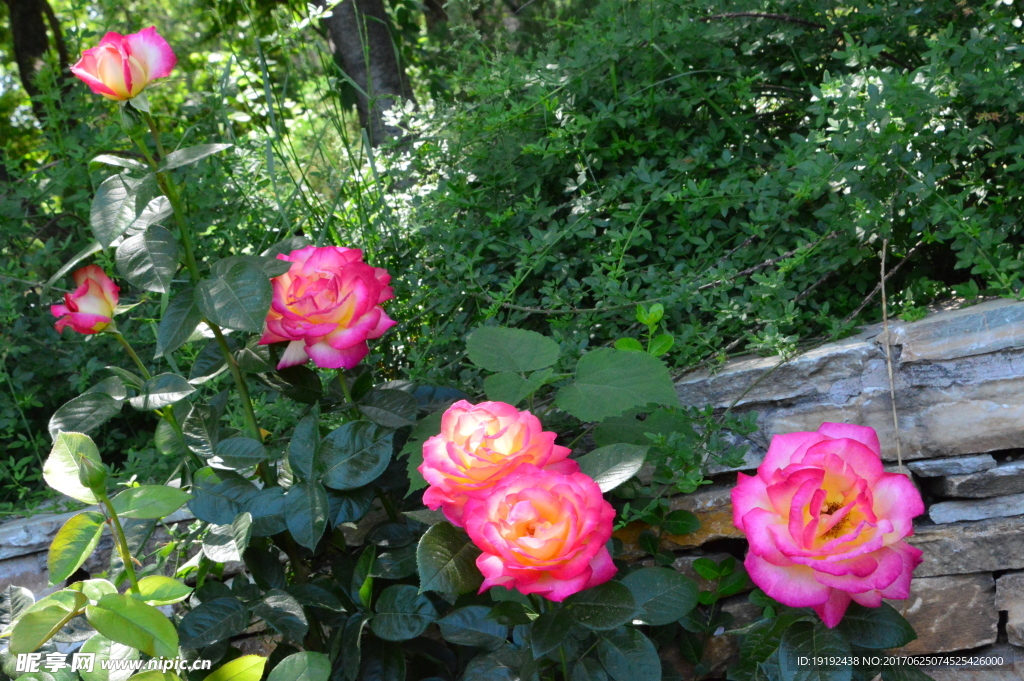 月季花