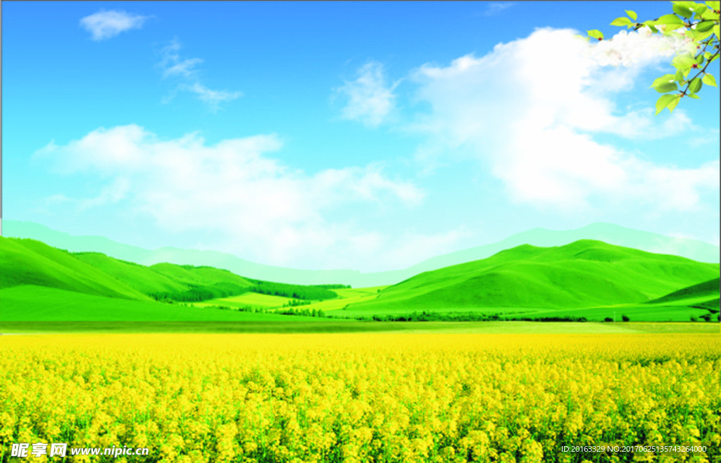 油菜花