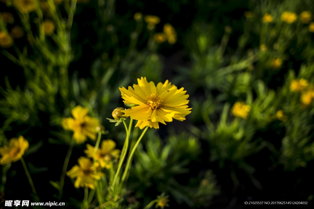 花